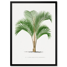 Obraz klasyczny Tropikalne rośliny rysunek palmy reprodukcja