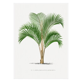 Plakat Tropikalne rośliny rysunek palmy reprodukcja