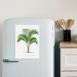 Magnes dekoracyjny Tropikalne rośliny rysunek palmy reprodukcja