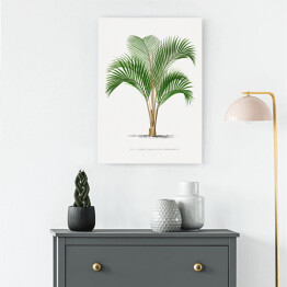 Obraz klasyczny Tropikalne rośliny rysunek palmy reprodukcja