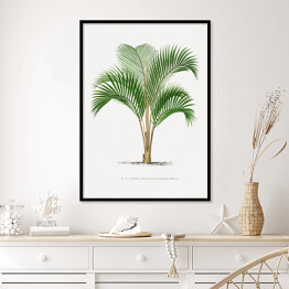 Plakat w ramie Tropikalne rośliny rysunek palmy reprodukcja