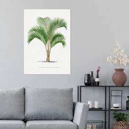 Plakat samoprzylepny Tropikalne rośliny rysunek palmy reprodukcja