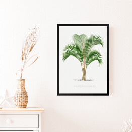 Obraz w ramie Tropikalne rośliny rysunek palmy reprodukcja