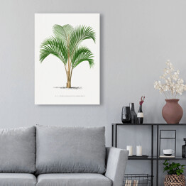 Obraz na płótnie Tropikalne rośliny rysunek palmy reprodukcja