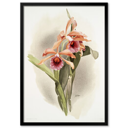 Obraz klasyczny F. Sander Orchidea no 41. Reprodukcja