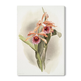 Obraz na płótnie F. Sander Orchidea no 41. Reprodukcja