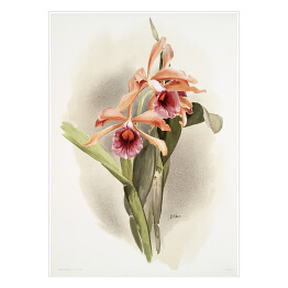 Plakat samoprzylepny F. Sander Orchidea no 41. Reprodukcja