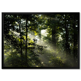 Obraz klasyczny Wiosenny poranek w lesie