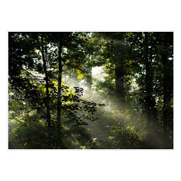Plakat samoprzylepny Wiosenny poranek w lesie