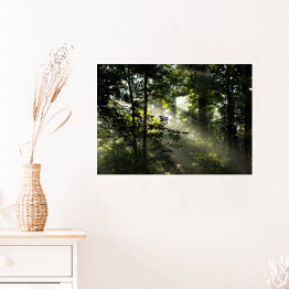 Plakat samoprzylepny Wiosenny poranek w lesie