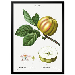 Obraz klasyczny Pierre Joseph Redouté "Jabłko" - reprodukcja