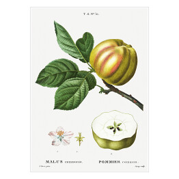 Plakat samoprzylepny Pierre Joseph Redouté "Jabłko" - reprodukcja