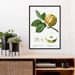 Plakat w ramie Pierre Joseph Redouté "Jabłko" - reprodukcja