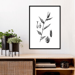 Plakat w ramie False chaff flower - czarno białe ryciny botaniczne