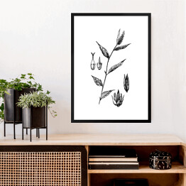 Obraz w ramie False chaff flower - czarno białe ryciny botaniczne