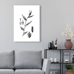 Obraz na płótnie False chaff flower - czarno białe ryciny botaniczne