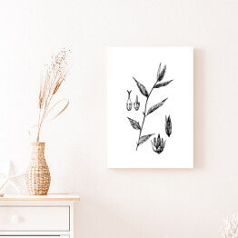 Obraz klasyczny False chaff flower - czarno białe ryciny botaniczne