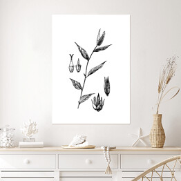 Plakat False chaff flower - czarno białe ryciny botaniczne