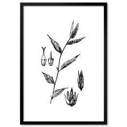 Plakat w ramie False chaff flower - czarno białe ryciny botaniczne