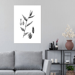 Plakat False chaff flower - czarno białe ryciny botaniczne