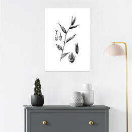 Plakat samoprzylepny False chaff flower - czarno białe ryciny botaniczne