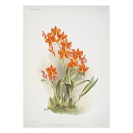 Plakat F. Sander Orchidea no 32. Reprodukcja