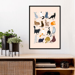 Plakat w ramie Ilustracja - rasy kotów