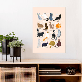 Plakat samoprzylepny Ilustracja - rasy kotów