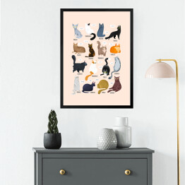 Obraz w ramie Ilustracja - rasy kotów