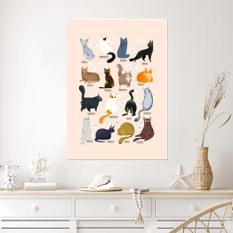 Plakat Ilustracja - rasy kotów