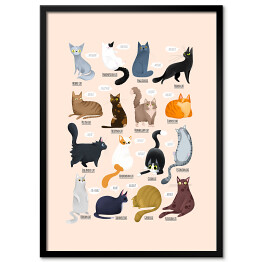 Obraz klasyczny Ilustracja - rasy kotów