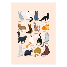 Plakat Ilustracja - rasy kotów