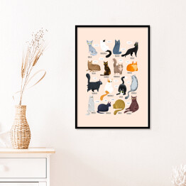 Plakat w ramie Ilustracja - rasy kotów