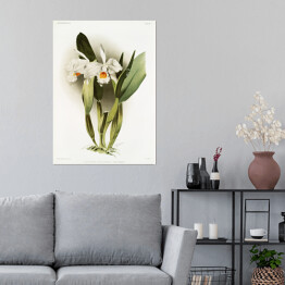 Plakat F. Sander Orchidea no 17. Reprodukcja