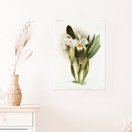 Plakat samoprzylepny F. Sander Orchidea no 17. Reprodukcja