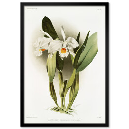 Plakat w ramie F. Sander Orchidea no 17. Reprodukcja