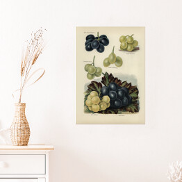Plakat Gatunki winogrona ilustracja vintage z napisami John Wright Reprodukcja