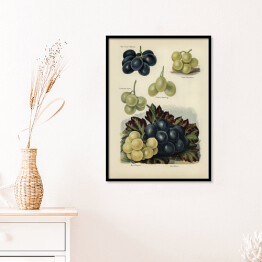 Plakat w ramie Gatunki winogrona ilustracja vintage z napisami John Wright Reprodukcja