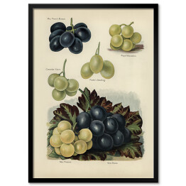 Plakat w ramie Gatunki winogrona ilustracja vintage z napisami John Wright Reprodukcja
