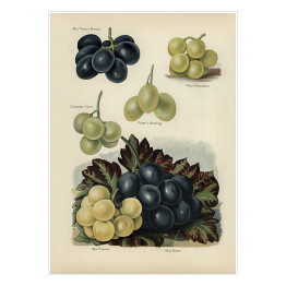 Plakat samoprzylepny Gatunki winogrona ilustracja vintage z napisami John Wright Reprodukcja