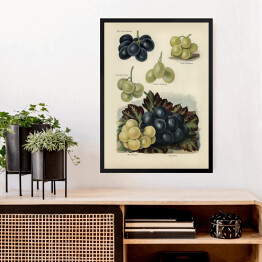 Obraz w ramie Gatunki winogrona ilustracja vintage z napisami John Wright Reprodukcja