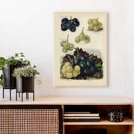 Obraz na płótnie Gatunki winogrona ilustracja vintage z napisami John Wright Reprodukcja