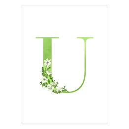 Plakat Roślinny alfabet - litera U jak ubiorek wieczniezielony