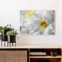 Obraz na płótnie Kompozycja białych kwiatów