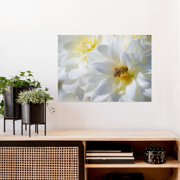 Plakat Kompozycja białych kwiatów