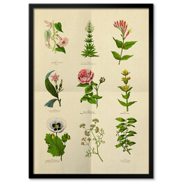Obraz klasyczny Dekoracyjna stara rycina botaniczna
