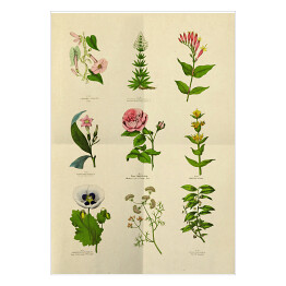 Plakat Dekoracyjna stara rycina botaniczna