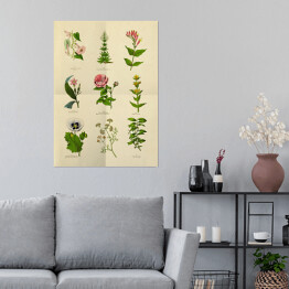 Plakat samoprzylepny Dekoracyjna stara rycina botaniczna
