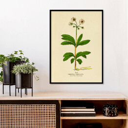 Plakat w ramie Pomocnik baldaszkowy - ryciny botaniczne