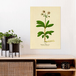 Plakat Pomocnik baldaszkowy - ryciny botaniczne